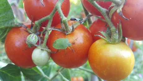 Káros és kellemetlen – poloskainvázióra számíthatunk az ősszel